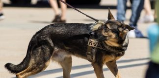 Certificacion di team K-9 Unit di Departamento di Aduana Aruba.