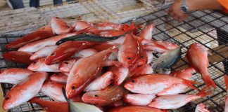 Santa Rosa cu un yamada na tur nos Piscado, awo cu Temporada di Cuaresma a inicia: “Piscadonan ban tene cuenta cu seguridad riba lama”