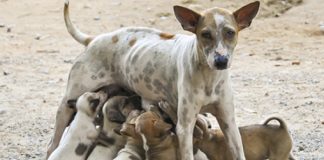 United Dogs Aruba A Cancela Programa Di Sterilisacion Masivo Na Aruba