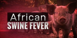 Aviso pa pasaheronan cu destinacion Santo Domingo y/of Haiti