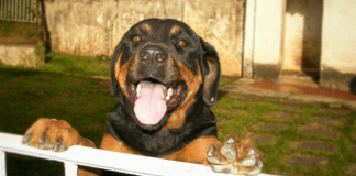 Bureau City Inspector (B.C.I.) tocante nos ley di cacho, kier a informa Pueblo di Aruba lo siguiente: