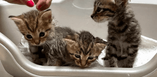 TA UN DOÑO RESPONSABEL DI MASCOTA TA CUMINSA NA ABO!