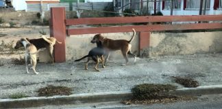 Stichting Parkietenbos ta pidi atencion urgente: Cachonan riba caya ta ataka habitantenan di bario