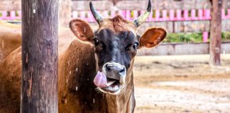 Dia di Bestia: Percura pabo mascota ta bon cuida