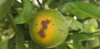 DLVV-Santa Rosa ta comparti informacion valioso, suministra durante e Caribbean Plant Health Directors forum XIV