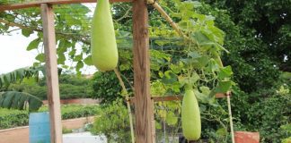 Santa Rosa ta felicita tur agricultor riba ‘Dia di Alimentacion’ E lema pa 2021 ta: “Nos accionnan ta nos futuro”