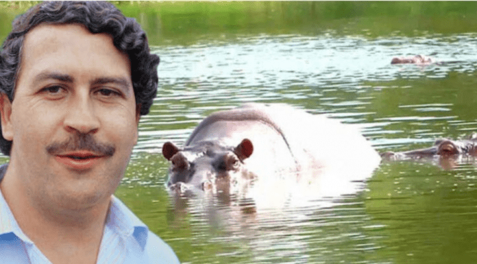 E hipopotamonan di Pablo Escobar, birando un plaga na Colombia, lo bay tiranan cu flecha di anticonceptivo