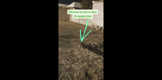 Shoco ta yora den Oranjestad