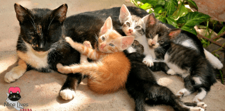 Nine Lives Aruba cu Aviso Importante