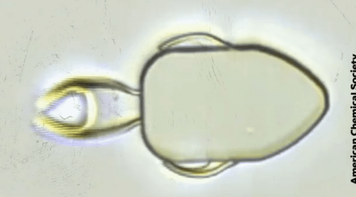 Avanse den Ciencia: A crea Microbots cu forma di pisca cu lo transporta e chemotherapie directamente na e tumor