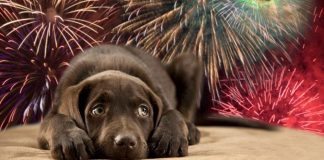 Klapchi y bo chochi, kiko mester tene cuenta cun’e?