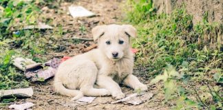 Consternacion encuanto e problematica di animalnan riba caya