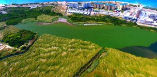 DOW cuminsa kita e waterhyacintnan den Bubali Plas