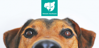 Fundashon Stimami Sterilisami ta lansa su Campaña Nacional di Sterilisacion pa Aña 2022 Diaranson Awor 19 di Januari y e Aña Aki Bo Ta Spaar Placa!