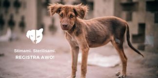 Fundashon Stimami Sterilisami ta lansa su Campaña Nacional di Sterilisacion pa Aña 2022 Diaranson Awor 19 di Januari