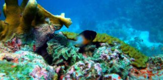 Presupuesto extra pa naturalesa den Caribe Hulandes