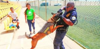 K9 POLIS JACK MAS CU UN SIMPEL CACHO