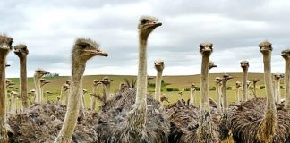 Dia 1 di April 2022, caso Avestruz ta sigui, e grupo di sospechosonan por tin contacto bek cu otro