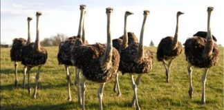 Abogado den caso Avestruz a bisa Hues: Mi clientenan no kier presenta na Corte pa no wordo ataca door di Prensa