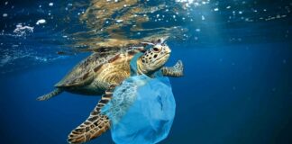 Legislacion di un “Waste Policy” lo mester bin despues di crea capacidad pa procesa diferente tipo di desperdicio.