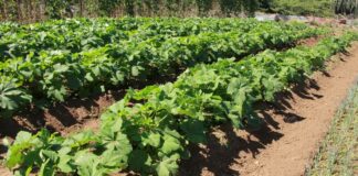 Awa pa Agricola yudando nos productornan