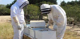 Bo sa con Importante Abeha ta