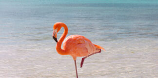 Ministerio Publico a informa; Detencion den caso Flamingo