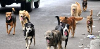 Plan Nacional pa bestia riba caya