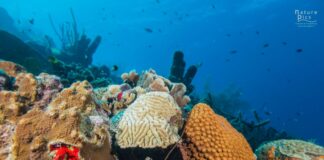 Blue Marine Foundation ta lansa un colaboracion nobo cu Dutch Caribbean Nature Alliance