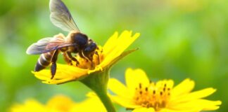 Pakico un Dia mundial di Abeha y polinador