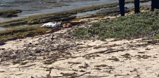 Weekend pasa: Buskeda pa mas paki di droga cu a ser haya na Zwarte Mangel