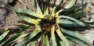 Dia Internacional di Salud di Mata