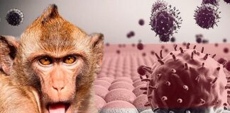 A bati alarma pa un virus nobo: Bruela di macaco of Monkey Pox