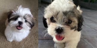 Shitzu bunita pa bay cas.