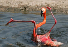 Hof a pospone sentencia caso Flamingo