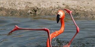 Reaccion riba noticianan tocante caso Flamingo