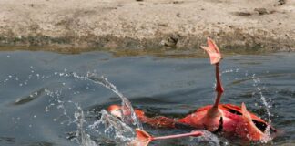 Caso Flamingo ta para riba un pia, of el’a dal abao?