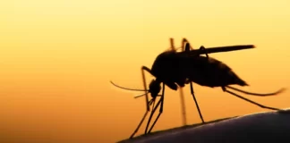 Temporada di yobida, Tin su peliger pa salud publico