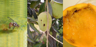 Ainda tin molester di Musca di fruta