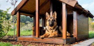 Ley nobo di cacho a ser pasa den parlamento 1 Januari 2015. BCI ta pidi cada doño di cacho pa tene cacho cura.