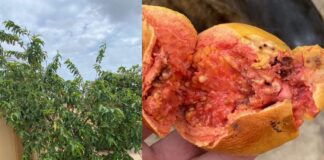 Santa Rosa ta comparti informacion valioso, suministra durante e Caribbean Plant Health Directors forum XV