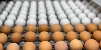 Marco Berlis a desenmascara AVP mesora; Tin varios supermercado cu tin webo barata