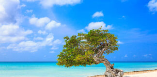 Editorial: Aruba a sali gana danki na bon maneho y sin mester di aanwijzing EDITORIAL