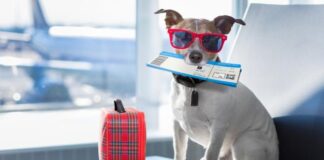 Pa biaha of drenta Aruba cu bestia tin exigencianan cu mester cumpli cu nan.