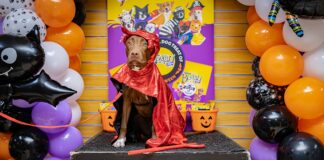 PURINA BEGGIN’ STRIPS A PRESENTA FIESTA DI DISFRAS PA CACHONAN DI ARUBA