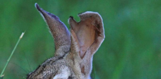 FUNDACION PARKE NACIONAL ARUBA (FPNA) A COLABORA CU ARUBA TOURISM AUTHORITY (A.T.A.) PA PROTEHA E DUINENNAN NA SASARAWICHI 