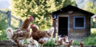 Ricardo Croes; Refineria ta pa pasado nos ta bai cria galiña pa stimula nos economia