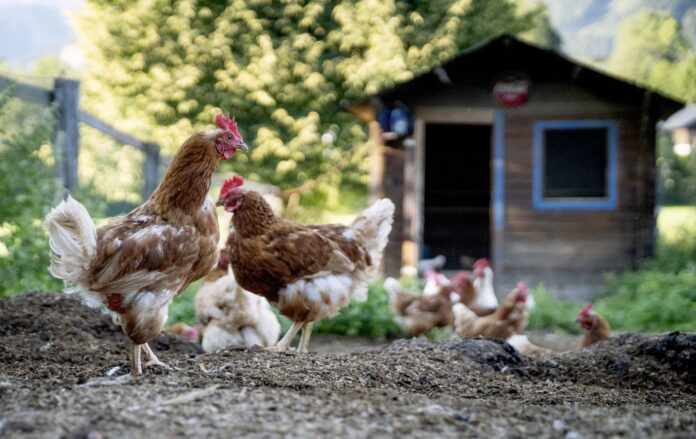 ¿Corral o gallinero? Así puede criar gallinas en su jardín