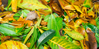 Kico ta “Green Waste” y pakico e mester wordo procesa?