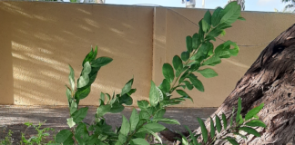 Annona squamosa, Scopapel haya ta crece na Aruba